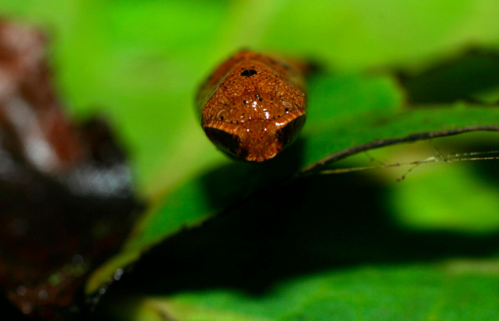 Fig.16. Mostrando pupa de <i>Herbita lilacina</i></i>, en posición frontal. Voucher : 08-SRNP-31362-DHJ440279.jpg.
