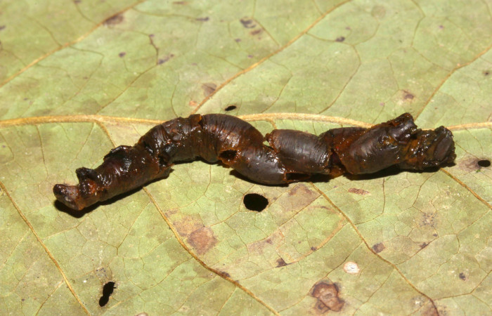 Fig.17. Parásitos de <i>Herbita medama</i></i>. Puparios de la familia Tachinidae. Voucher: 17-SRNP-31233- DHJ739043.jpg.
