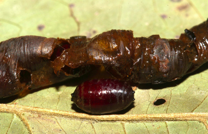 Fig.18. Mostrando pupario de la familia Tachinidae, parásito de <i>Herbita medama</i></i>. Voucher: 17- SRNP-31233-DHJ739045.jpg.
