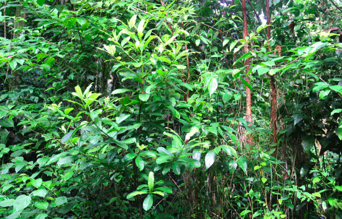 Fig 19. Árbol juvenil de <i>Vochysia guatemalesis</i></i>, planta hospedera de <i>Herbita medama</i></i>. 