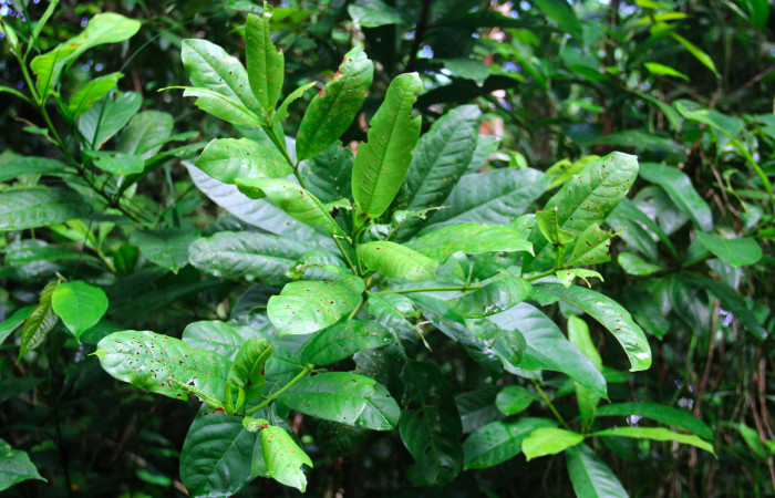 Fig 19. Árbol juvenil de <i>Vochysia guatemalesis</i></i>, planta hospedera de <i>Herbita medama</i></i>. 
