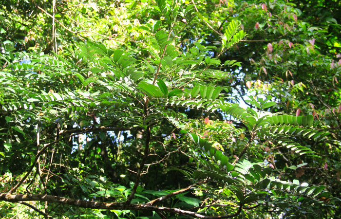 Fig 21. Mostrando una rama de <i>Simarouba amara</i></i>, planta hospedera de <i>Herbita medama</i></i>. 