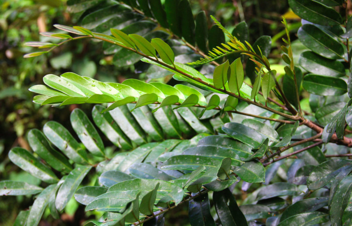 Fig 22. Mostrando hojas tiernas de <i>Simarouba amara</i></i>, planta hospedera de <i>Herbita medama</i></i>.