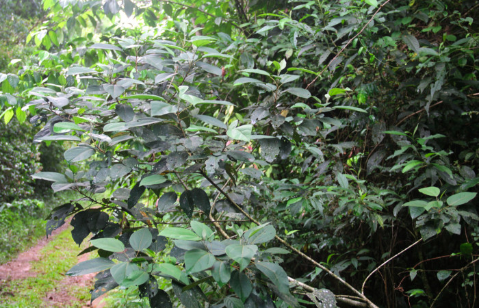 Fig 23. Árbol juvenil de <i>Hampea appendiculata</i></i>, planta hospedera de <i>Herbita medama</i></i>. 