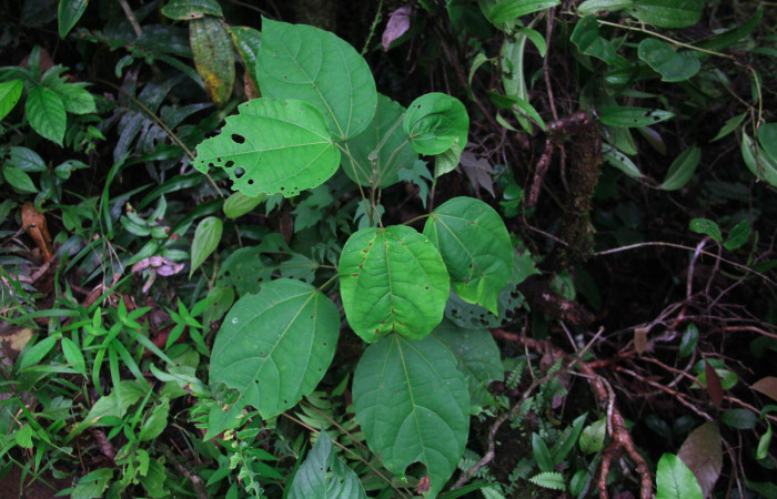 Fig 24. Mostrando planta de Hampea appendiculata de unos pocos centímetros de altura, planta hospedera de <i>Herbita medama</i></i>. 