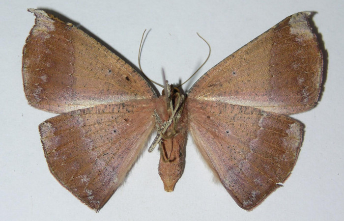 Fig.3. Hembra de <i>Herbita medama</i></i> en posición dorsal. Voucher : 05-SRNP-41200-DHJ326033.