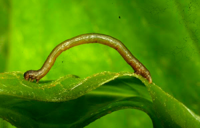 Fig.5. Larva de <i>Herbita medama</i></i>. Voucher : 11-SRNP-30407-DHJ481583.jpg.