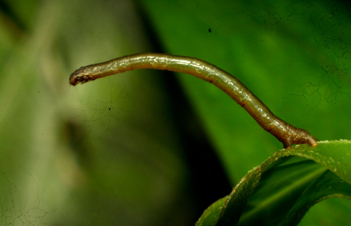 Fig.6. Larva de <i>Herbita medama</i></i>. Voucher : 11-SRNP-30407-DHJ481585.jpg.