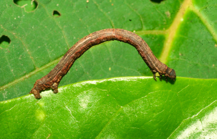 Fig.7. Larva de <i>Herbita medama</i></i>. Voucher : 11-SRNP-30407-DHJ481591.jpg. 