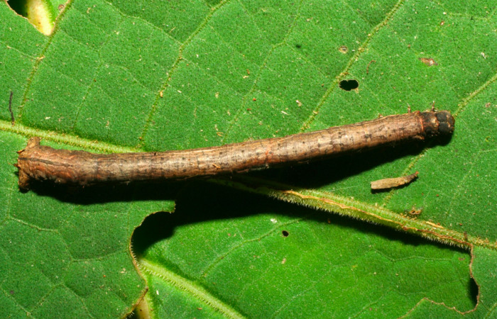 Fig.8. Larva de <i>Herbita medama</i></i>. Voucher : 11-SRNP-30407-DHJ481593.jpg.