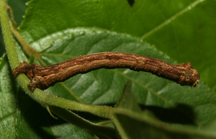 Fig.9. Larva de <i>Herbita medama</i></i>. Voucher : 12-SRNP-71874-DHJ495680.jpg.