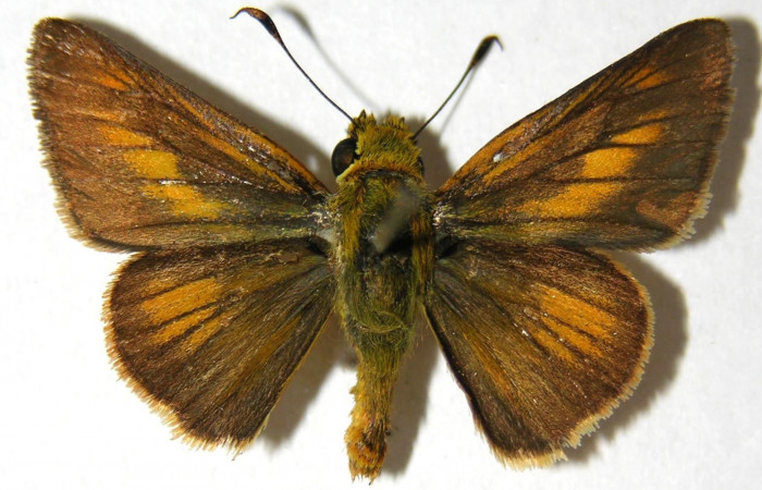 Fig. 15. Hembra de <i>Anatrytone mella</i></i> (Hesperiidae). Vista dorsal. Voucher: 06-SRNP-33481-DHJ351696. 