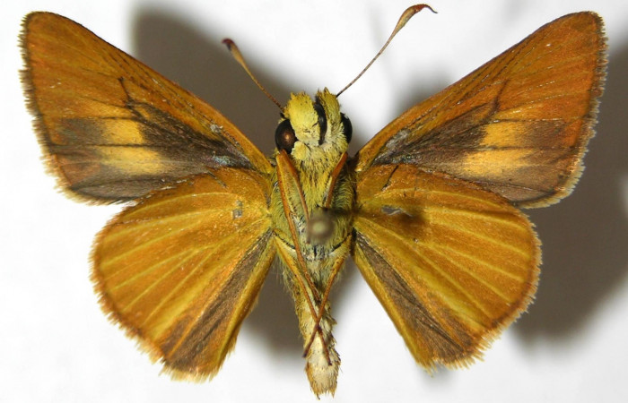 Fig. 15. Hembra de <i>Anatrytone mella</i></i> (Hesperiidae). Vista ventral. Voucher: 06-SRNP-33481-DHJ351697. 