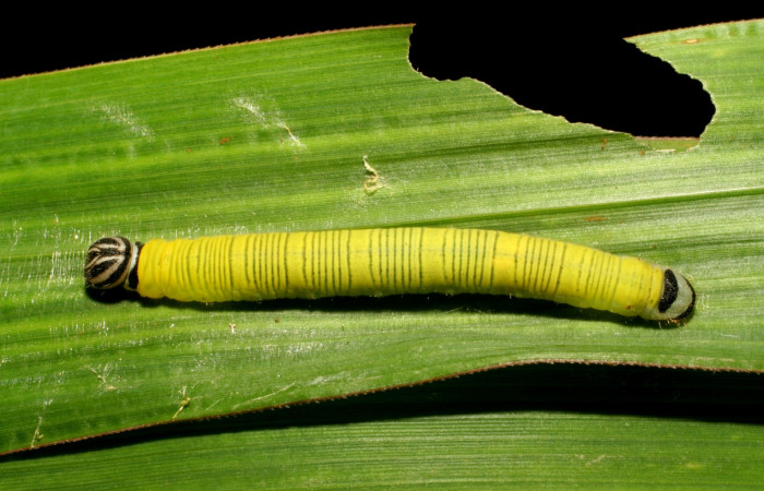 Fig. 4. Larva de <i>Anatrytone mella</i></i> (Hesperiidae). Comiendo <i>Papalum virgatum</i></i> (Poaceae). Voucher: 06-SRNP-33481-DHJ416153.