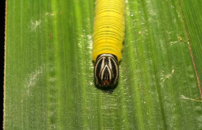 Fig. 5. Detalle cabeza de  <i>Anatrytone mella</i></i> (Hesperiidae). Comiendo <i>Papalum virgatum</i></i> (Poaceae). Voucher: 06-SRNP-33481-DHJ416158.