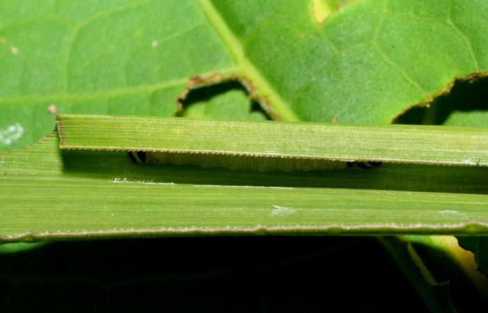 Fig. 1. Larva de <i>Anatrytone mella</i></i> (Hesperiidae). Comiendo <i>Papalum virgatum</i></i> (Poaceae). Voucher: 08-SRNP-33481-DHJ416165.