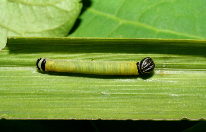 Fig. 2. Larva de <i>Anatrytone mella</i></i> (Hesperiidae). Comiendo <i>Papalum virgatum</i></i> (Poaceae). Voucher: 08-SRNP-33481-DHJ416166.