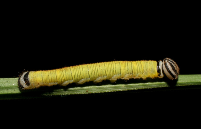 Fig. 3. Larva de <i>Anatrytone mella</i></i> (Hesperiidae). Comiendo <i>Papalum virgatum</i></i> (Poaceae). Voucher: 07-SRNP-41836-DHJ422723.