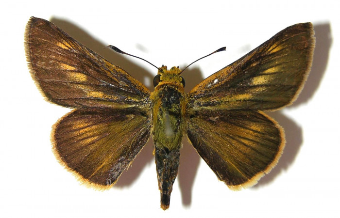 Fig. 13. Macho de <i>Anatrytone mella</i></i> (Hesperiidae). Vista dorsal. Voucher: 07-SRNP-65625-DHJ379142. 