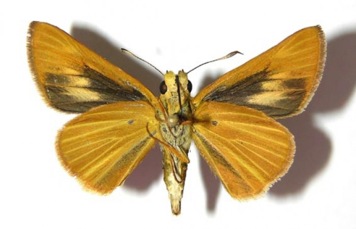 Fig. 14. Macho de <i>Anatrytone mella</i></i> (Hesperiidae). Vista ventral. Voucher: 07-SRNP-65625-DHJ379143. 