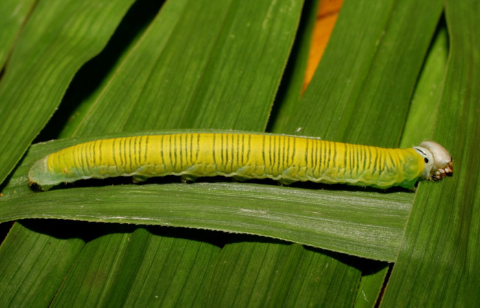 Fig. 7. Larva de <i>Anatrytone mella</i></i> (Hesperiidae). Comiendo <i>Pannisetum purpureum</i></i> (Poaceae). Voucher: 07-SRNP-65625-DHJ431232.
