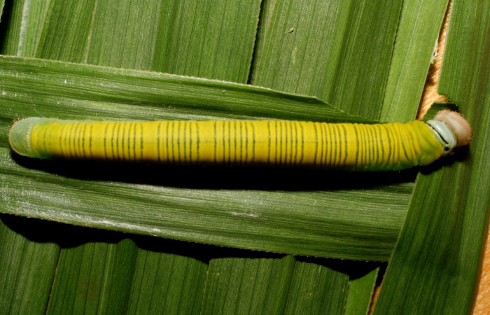 Fig. 6. Larva de <i>Anatrytone mella</i></i> (Hesperiidae). Comiendo <i>Pannisetum purpureum</i></i> (Poaceae). Voucher: 07-SRNP-65625-DHJ431233.