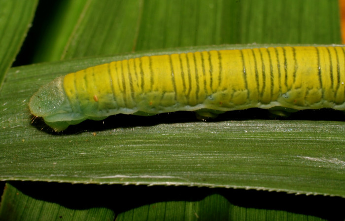 Fig. 9. Detalle posterior de  <i>Anatrytone mella</i></i> (Hesperiidae). Comiendo <i>Pannisetum purpureum</i></i> (Poaceae). Voucher: 07-SRNP-65625-DHJ431235.