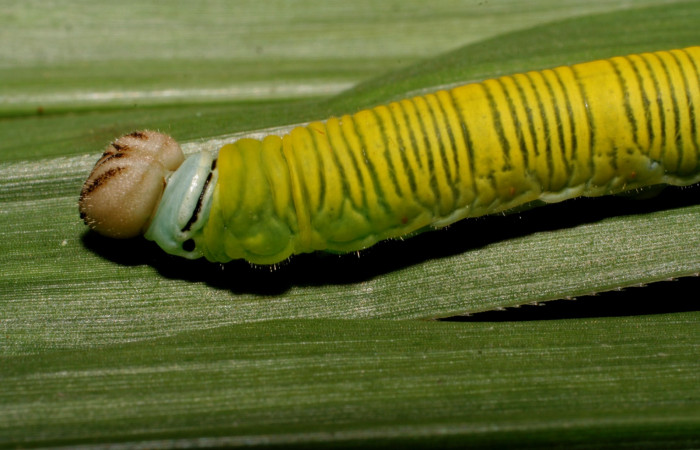 Fig. 8. Detalle cabeza de <i>Anatrytone mella</i></i> (Hesperiidae). Comiendo <i>Pannisetum purpureum</i></i> (Poaceae). Voucher: 07-SRNP-65625-DHJ431239.