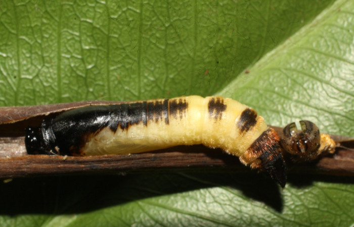Fig. 10. Pupa de <i>Anatrytone mella</i></i> (Hesperiidae). Vista dorsal.  Voucher: 15-SRNP-21020-DHJ710429.