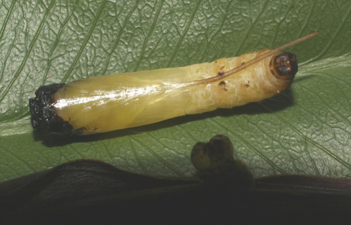 Fig. 11. Pupa de <i>Anatrytone mella</i></i> (Hesperiidae). Vista ventral.  Voucher: 15-SRNP-21020-DHJ710433.