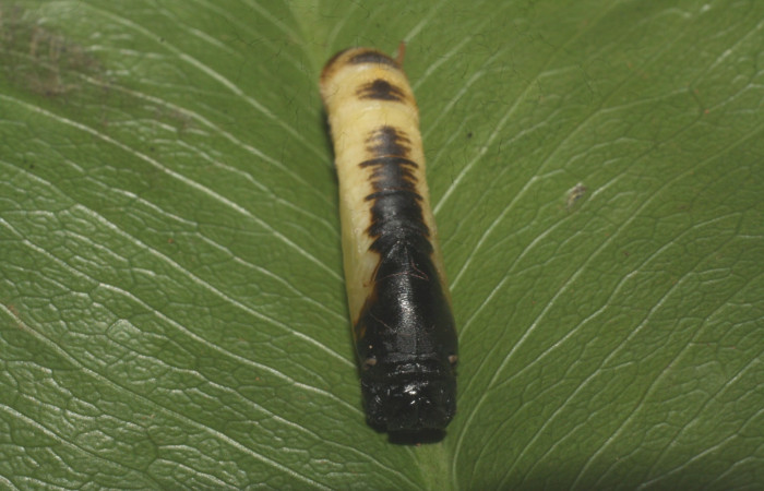 Fig. 12. Pupa de <i>Anatrytone mella</i></i> (Hesperiidae). Vista dorsal.  Voucher: 15-SRNP-21020-DHJ710435.