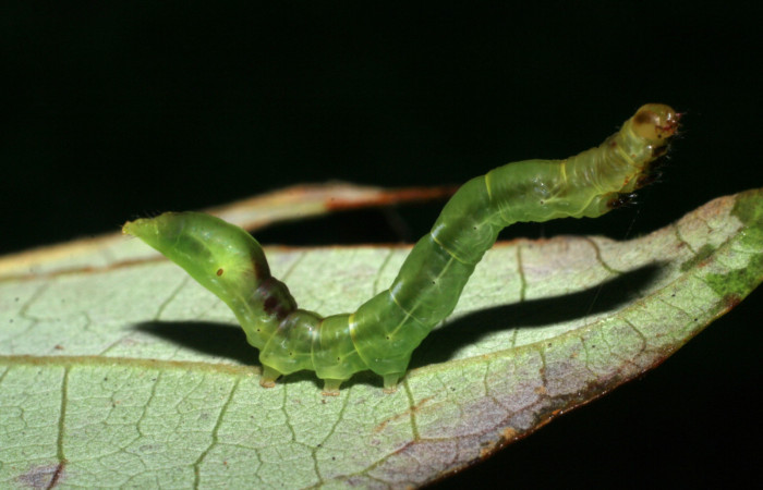  Larva en posición lateral de <i>Macrodes cynara</i></i> (Erebidae), PU estadio. Sector Pitilla, Pasmompa. Voucher 08-SRNP-32101-DHJ445458.jpg.