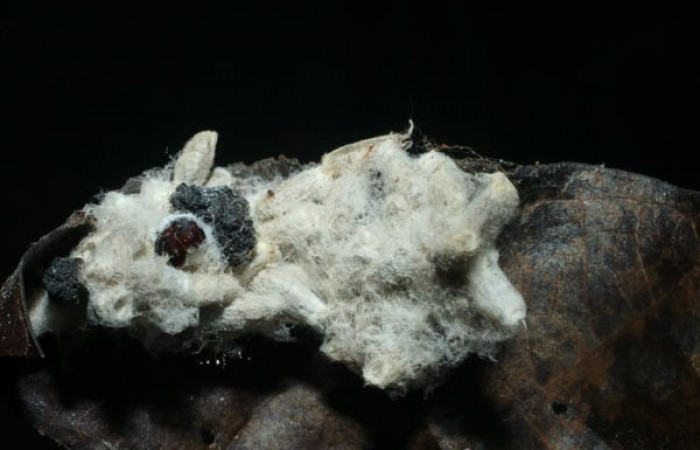  Capullo de parásitos <i>Hypomicrogaster</i></i> Whitfield57, Braconidae en <i>Macrodes cynara</i></i> (Erebidae). Sector Pitilla,Pasmompa. Voucher 08-SRNP-31963-DHJ462395.jpg.
