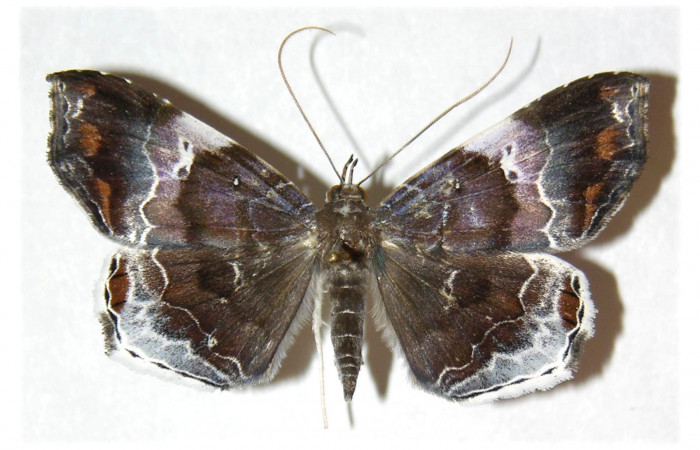  Adulto hembra en posición dorsal de <i>Macrodes cynara</i></i> (Erebidae).  Sector Mundo Nuevo, Sendero Mora. Voucher 05-SRNP-57811-DHJ312886.