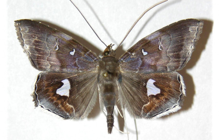  Adulto en posición macho dorsal de <i>Macrodes cynara</i></i> (Erebidae).  Sector Mundo Nuevo, Sendero Mora. Voucher 05-SRNP-57810-DHJ312888.