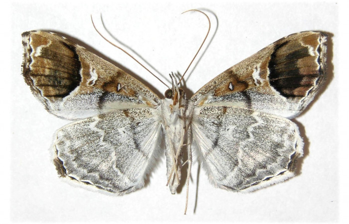  Adulto Hembra en posición ventral de <i>Macrodes cynara</i></i> (Erebidae).  Sector Mundo Nuevo, Sendero Mora. Voucher 05-SRNP-57811-DHJ312887.