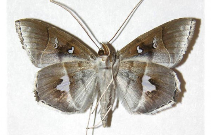  Adulto macho en posición ventral de <i>Macrodes cynara</i></i> (Erebidae).  Sector Nuevo Mundo, Sendero Mora. Voucher 05-SRNP-57810-DHJ312889.