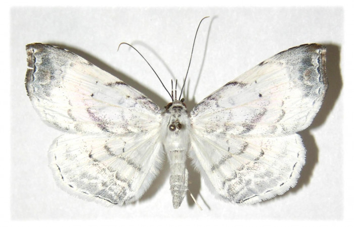  Adulto en posición dorsal de <i>Macrodes columbaris</i></i> (Erebidae).  Sector Cacao, Quebrada Otilio, Voucher 05-SRNP-45824-DHJ314240.