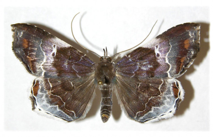  Adulto hembra en posición dorsal de <i>Macrodes cynara</i></i> (Erebidae).  Sector Santa Rosa, Sendero Natural, Voucher 03-SRNP-14416-DHJ312880.