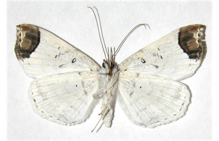 Adulto en posición ventral de <i>Macrodes columbaris</i></i> (Erebidae).  Sector Cacao, Quebrada Otilio. Voucher 05-SRNP-45824-DHJ314241.