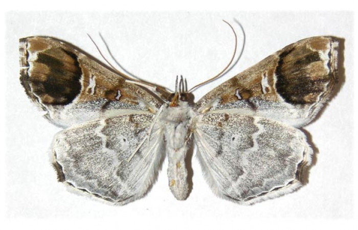  Adulto hembra en posición ventral de <i>Macrodes cynara</i></i> (Erebidae).  Sector Santa Rosa, Sendero Natural. Voucher 03-SRNP-14416-DHJ312881.
