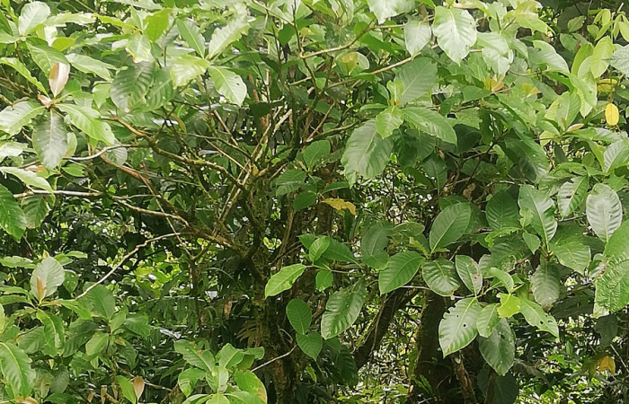  <i>Chimarrhis parviflora</i></i> (Rubiaceae), planta hospedera de <i>Macrodes cynara</i></i> (Erebidae). Sector San Cristóbal, Río Blanco Abajo. Foto, Elda Araya, 20 de Octubre 2020.
