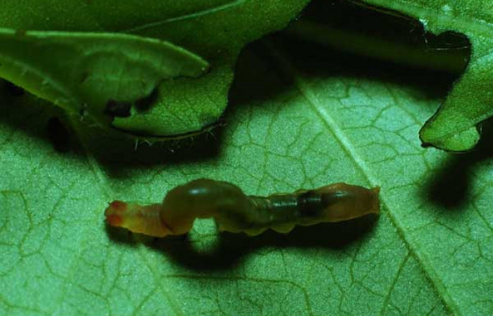  Larva en posición dorsal de <i>Macrodes cynara</i></i> (Erebidae), PPU estadio. Sector Santa Rosa, Cafetal. Voucher 83-SRNP-547-DHJ5426.jpg.