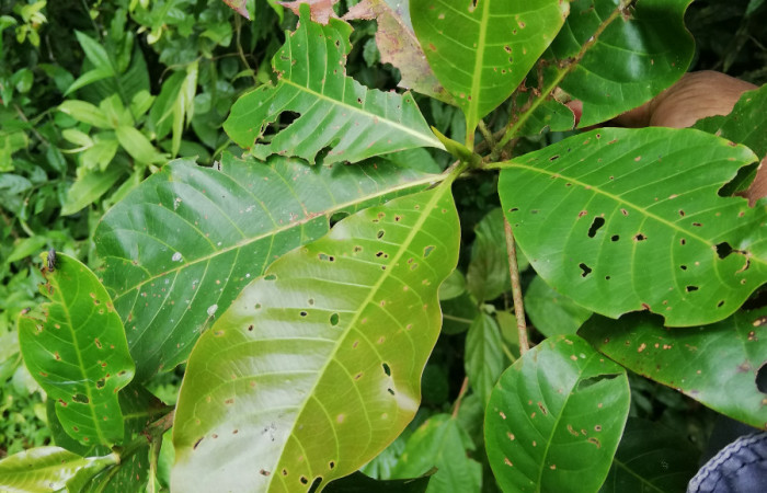  Haz de hojas <i>Chimarrhis parviflora</i></i> (Rubiaceae), planta hospedera de <i>Macrodes cynara</i></i>  (Erebidae). Sector San Cristóbal, Río Blanco Abajo. Foto, Elda Araya, 20 de Octubre 2020.

