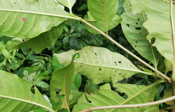  Envés de hojas <i>Chimarrhis parviflora</i></i> (Rubiaceae), planta hospedera de <i>Macrodes cynara</i></i>  (Erebidae). Sector San Cristóbal, Río Blanco Abajo. Foto, Elda Araya, 20 de Octubre 2020.
