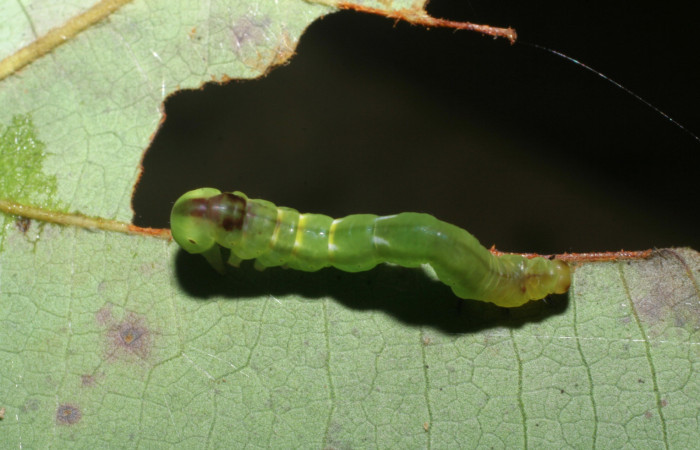  Larva en posición dorsal de <i>Macrodes cynara</i></i> (Erebidae), PU estadio. Sector Pitilla, Pasmompa. Voucher 08-SRNP-32101-DHJ445459.jpg.
