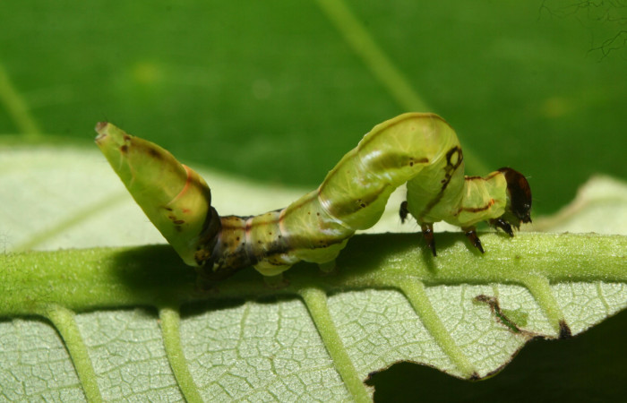  Larva en posición lateral de <i>Macrodes cynara</i></i> (Erebidae), PU estadio. Sector Pitilla, E.Quica. Voucher 12-SRNP-72430-DHJ702026.jpg.