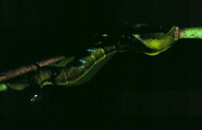  Larva en posición lateral de <i>Macrodes cynara</i></i> (Erebidae), U estadio. Sector Santa Rosa, Bosque Húmedo. Voucher 87-SRNP-690-DHJ9997.jpg.