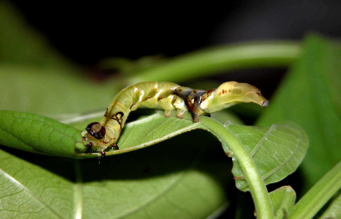  Larva en posición lateral de <i>Macrodes columbalis</i></i> (Erebidae), PU estadio. Sector Del Oro, Camino Mangos. Voucher 03-SRNP-16376-DHJ401024.jpg.