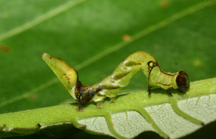  Larva en posición lateral de <i>Macrodes cynara</i></i> (Erebidae), PU estadio. Sector Pitilla, E.Quica. Voucher 12-SRNP-72430-DHJ702032.jpg.